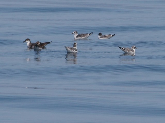 Buller's Shearwater & Sabine's Gulls